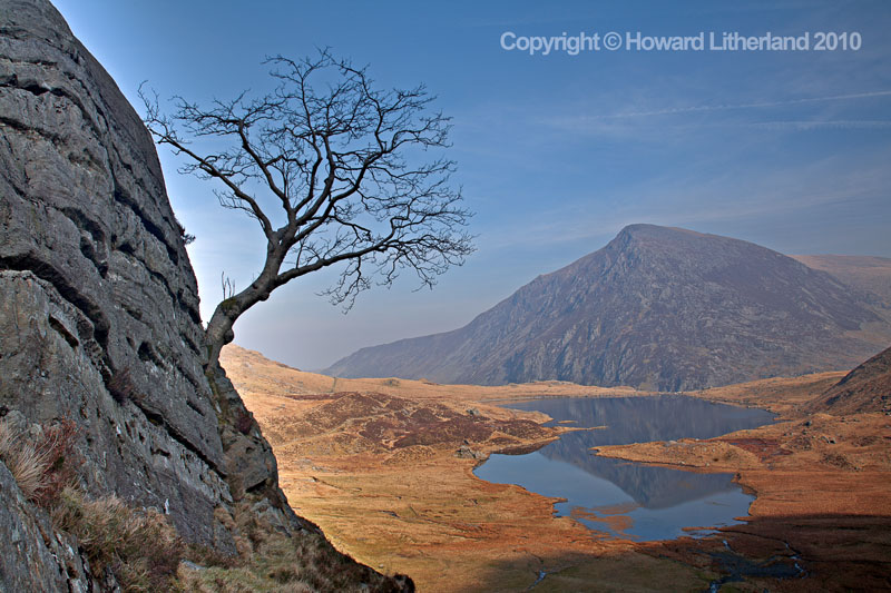 Tree, Llyn Idwal, Pen-yr-Olwen, Snowdonia