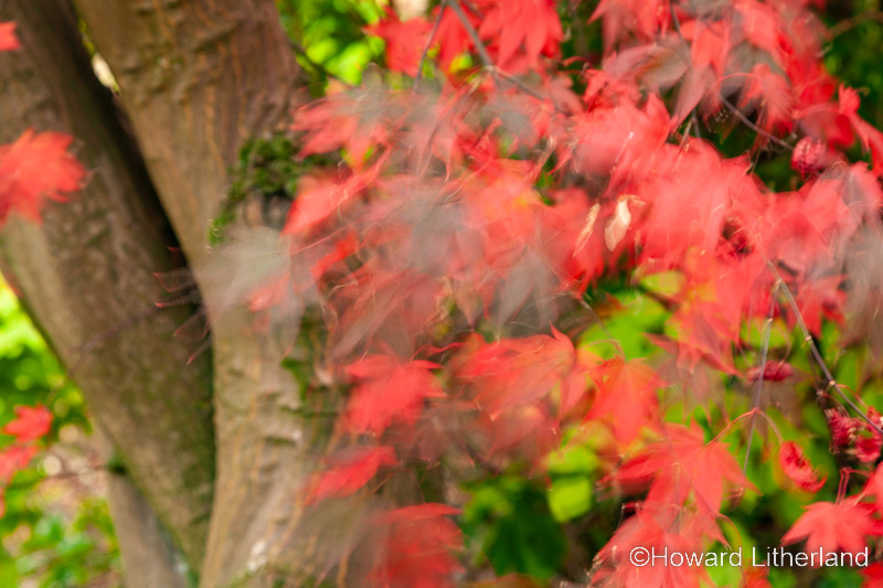 Trees in colourful autumnal foliage with motion blur