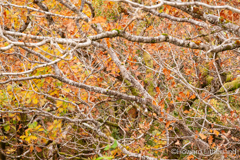 Trees in colourful autumnal foliage