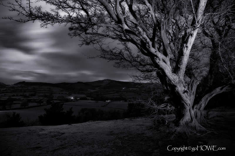 Tree at night, Loggerheads, North Wales