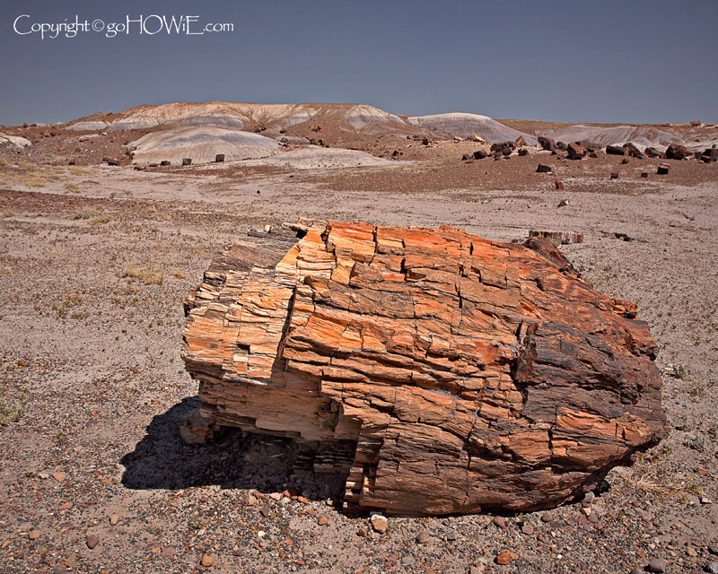 Petrified tree, Petrified Forest, Arizona