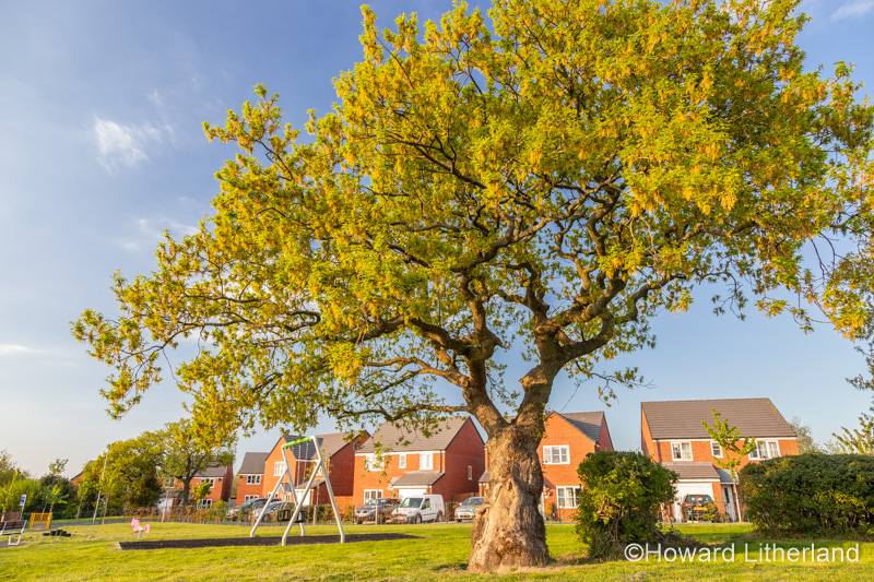 Empty playground and oak tree in Spring