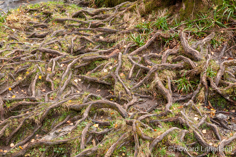 Exposed intertwined tree root system