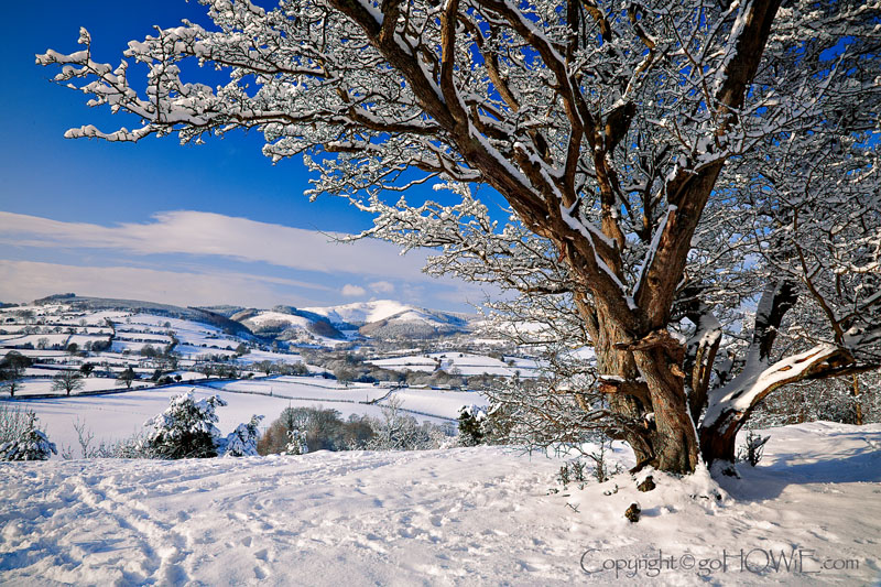 Tree in snow, Loggerheads, North Wales