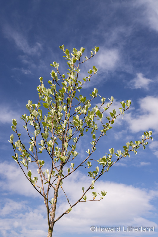 Tree in Spring Foliage at Buckley Common, North Wales