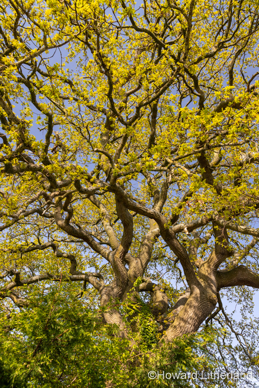 Tree in Spring Foliage at Buckley Common, North Wales