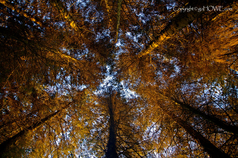 Trees, Loggerheads, North Wales