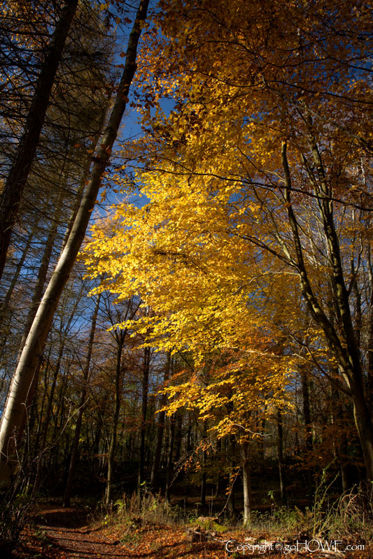 Trees with golden autumn leaves, Loggerheads Country Park, North Wales