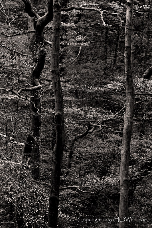 Three tree trunks in monochrome at Wepre Park, Connah's Quay, North Wales