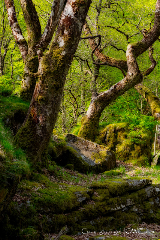 Trees in fresh spring foliage, Capel Curig, Snowdonia, North Wales