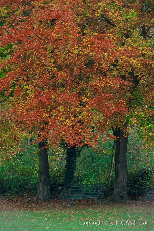 Three trees with autumnal foliage, Loggerheads Country Park, North Wales