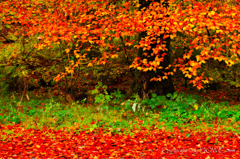 Colourful autumn leaves at Betws-y-Coed in the Snowdonia National Park, North Wales