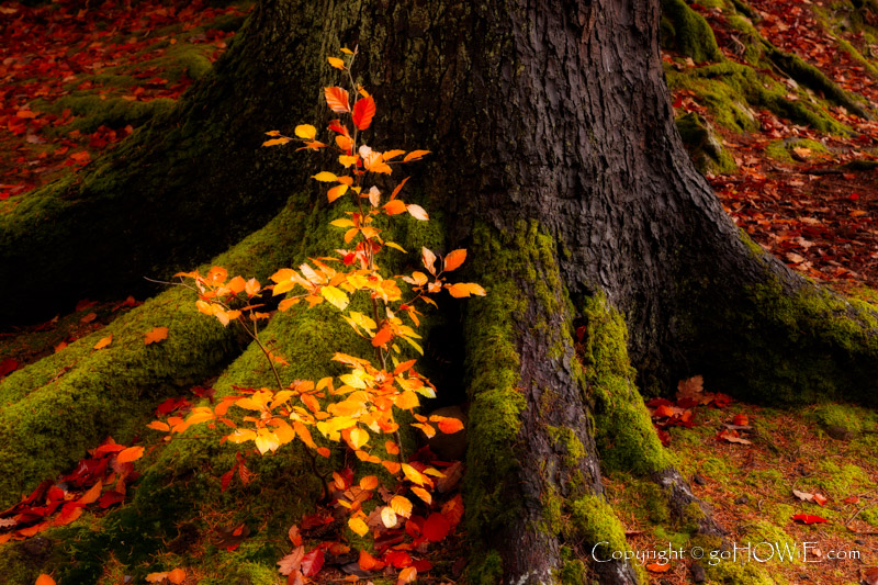 A small sapling with colourful autumn leaves set against the trunk of a much older tree at Betws-y-Coed in the Snowdonia National Park, North Wales