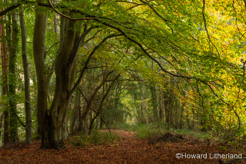 Trees in autumn, Wepre Park, North Wales