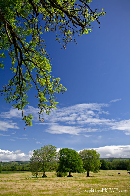 Field with trees