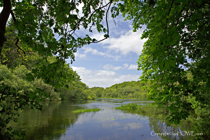 Lake with trees