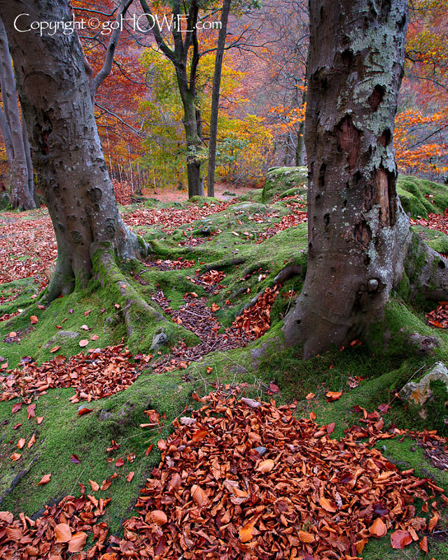 Trees and leaves in autumn, Grasmere, Lake District