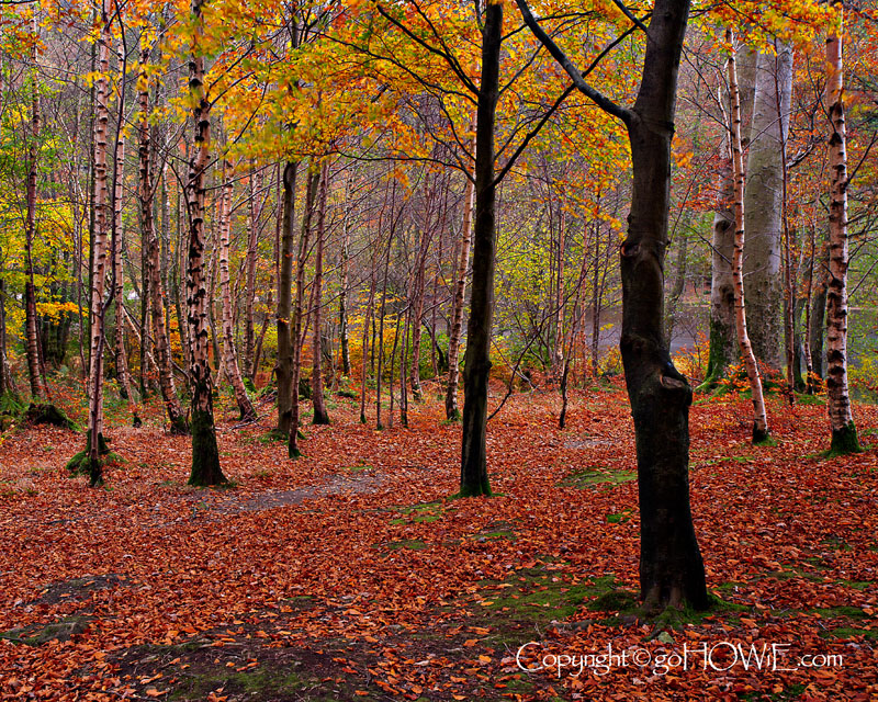 Trees and leaves in autumn, Grasmere, Lake District