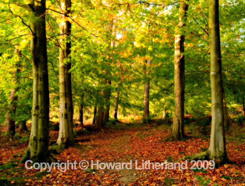 Trees and leaves, Loggerheads, North Wales