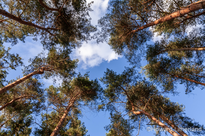 Pine trees in sunshine