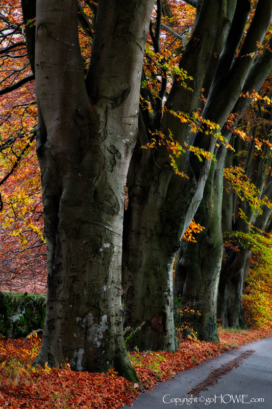 Trees and road in autumn, Lake District