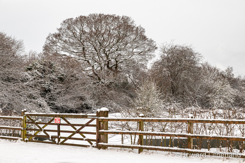 Trees in winter snow, North Wales