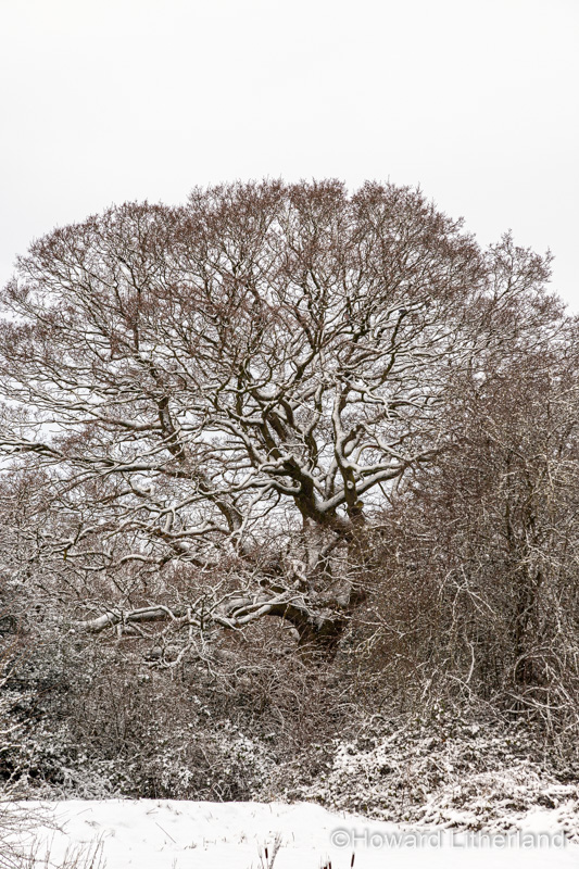 Trees in winter snow, North Wales