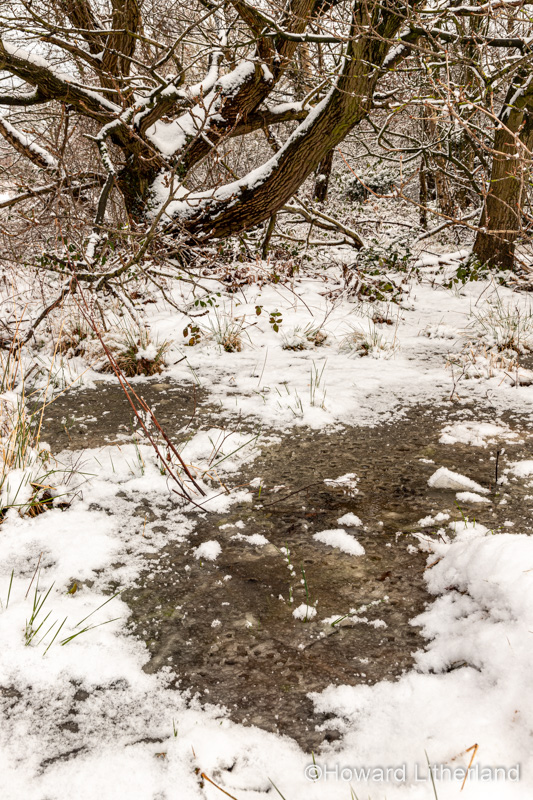 Trees in winter snow, North Wales