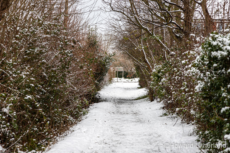 Trees in winter snow, North Wales