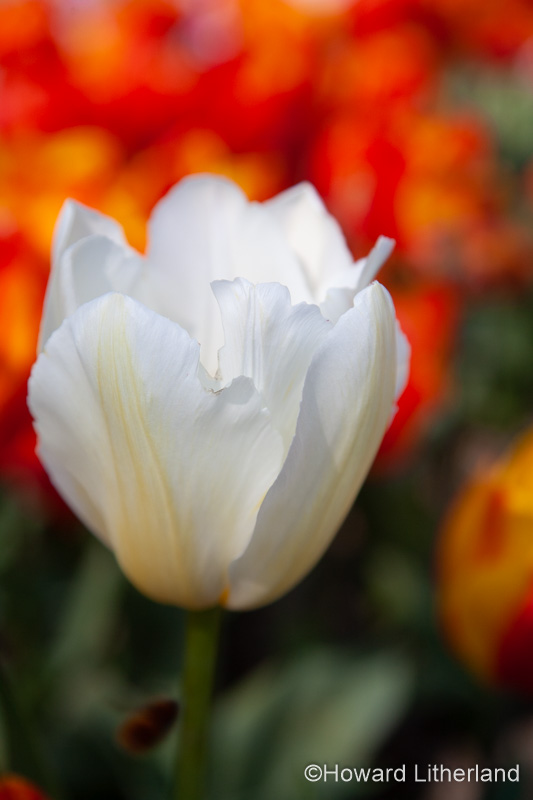 Tulip with white and yellow variegated petals
