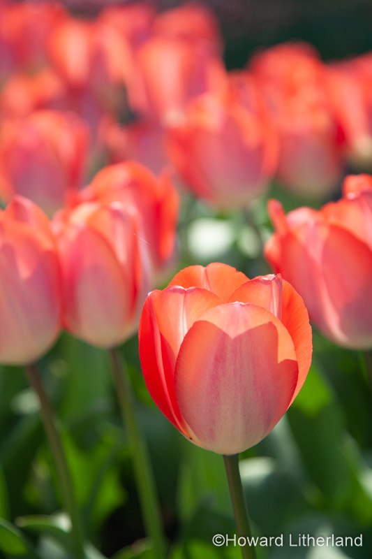 Pink tulip with blurred tulips in the background