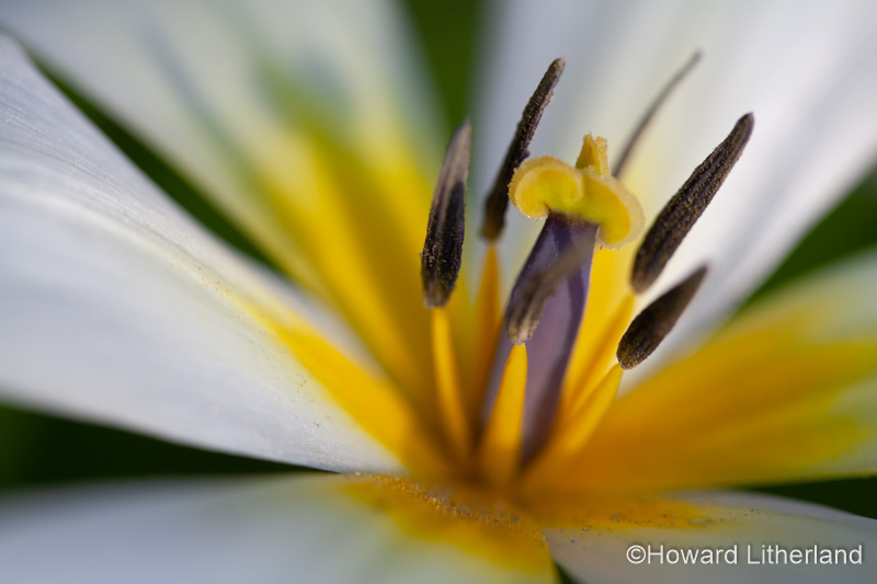 Tulip flower with white and yellow petals