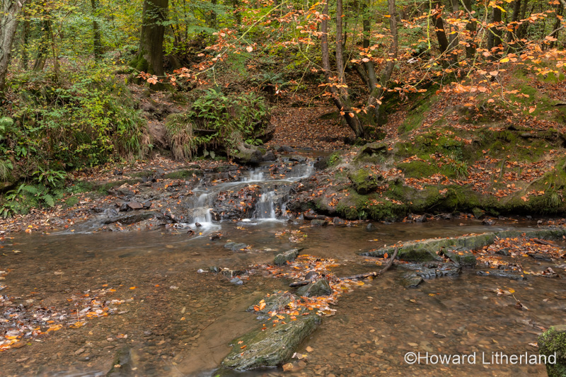 Wepre Park stream in autumn, North Wales