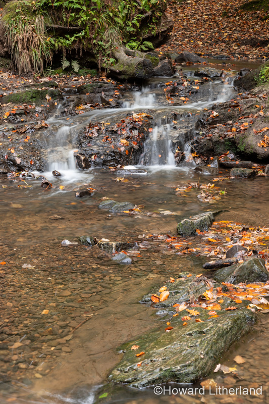 Wepre Park stream in autumn, North Wales
