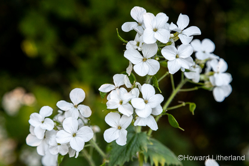 White four petal hedgerow wildflower, North Wales