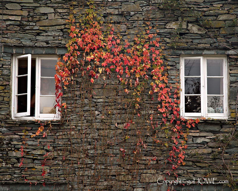 Windows and leaves in autumn, Elterwater, Lake District