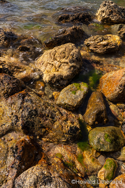 Molluscs on rocks on the seashore at Ynys-y-Fydlyn, Anglesey, North Wales